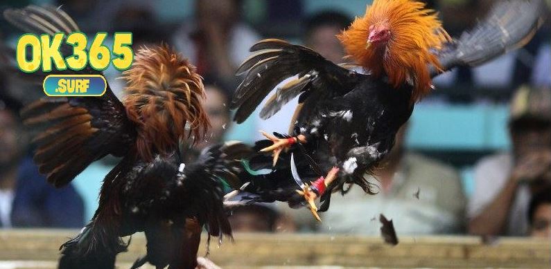 Tích lũy kinh nghiệm cá cược yên tâm lụm thưởng