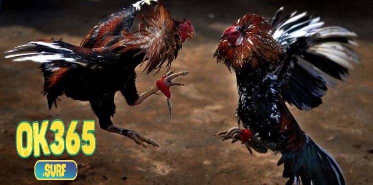 Thời gian chiến đấu một trận Đá Gà Cựa Dao