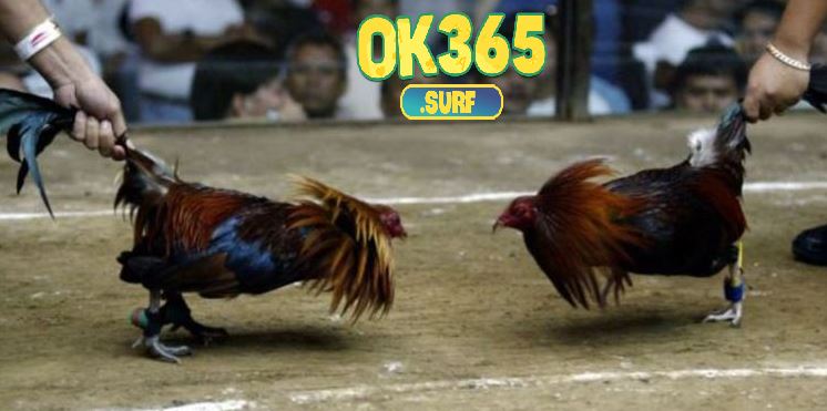 Sự đa dạng về giống linh kê Đá Gà Cựa Dao