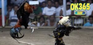 Hình thức chọi gà phổ biến và chuyên nghiệp