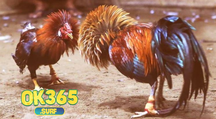 Cược Đá Gà Cựa Sắt với 3 lựa chọn