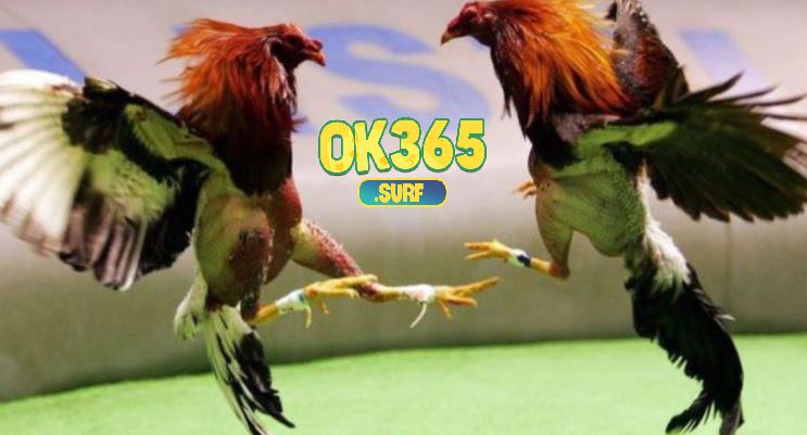 Thành công của kênh đá gà cực sắt OK365