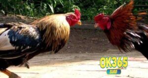 Đá Gà Cựa Sắt