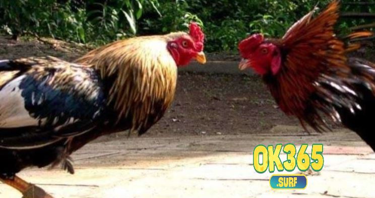 Đá Gà Cựa Sắt