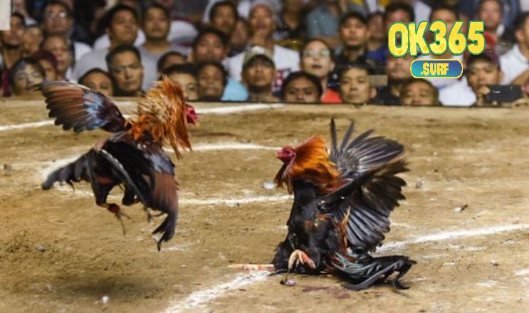 Ưu điểm chỉ có ở Đá Gà Philippines