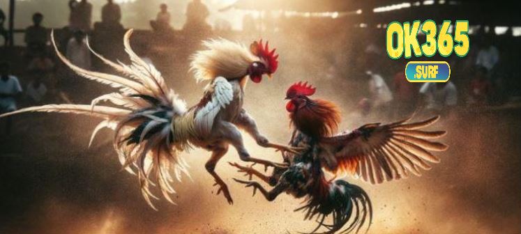 Vài nét đặc biệt của Đá Gà Philippines