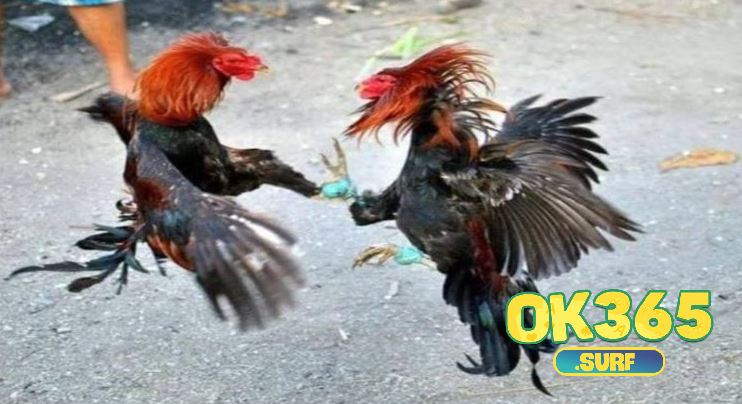 Sử dụng các loại hạt như ngô, lúa mì làm thực phẩm chính cho Đá Gà Shamo OK365