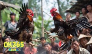 Những điều cần biết về Đá Gà Shamo OK365 là gì?