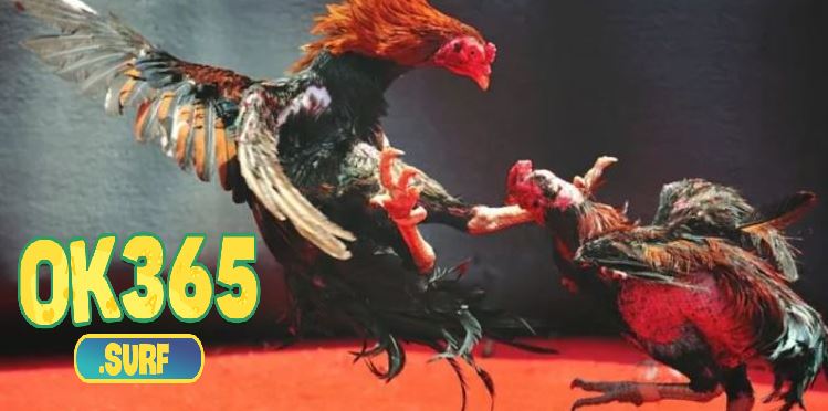 Đa dạng trận đá kê Thomo