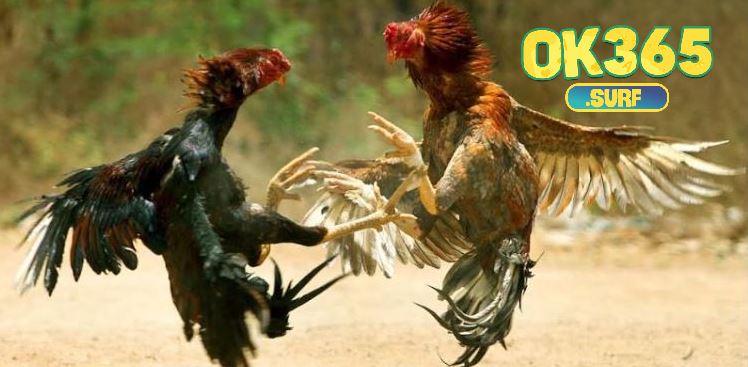 Cách phân định thắng thua Đá Gà Thomo