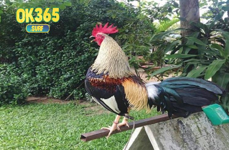 Giá trị kinh tế và văn hóa của Đá Gà Tre