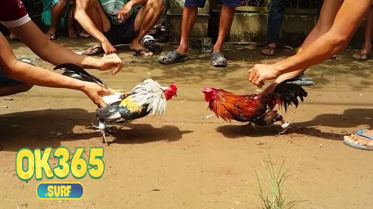 Nguồn gốc và lịch sử của gà tre Thomo