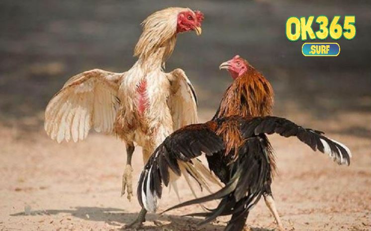 Ba loại Gà Đá Hầu Kiềng phổ biến nhất hiện nay