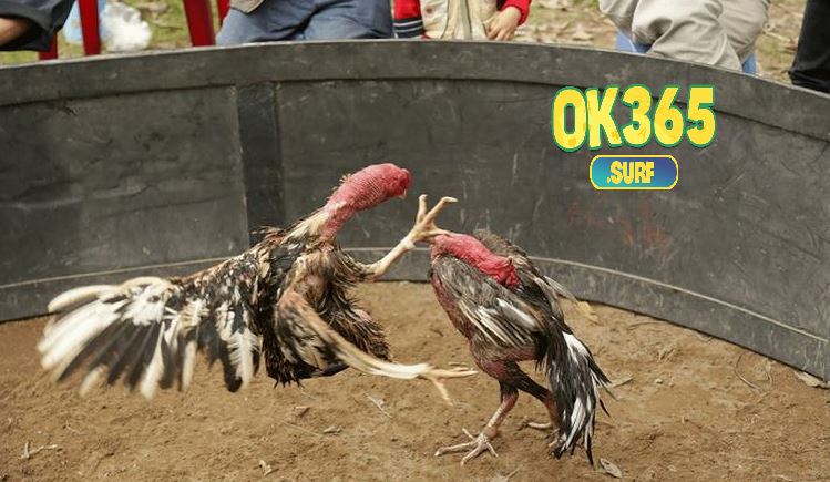 Cách chọn Gà Đá Hầu Kiềng chuẩn