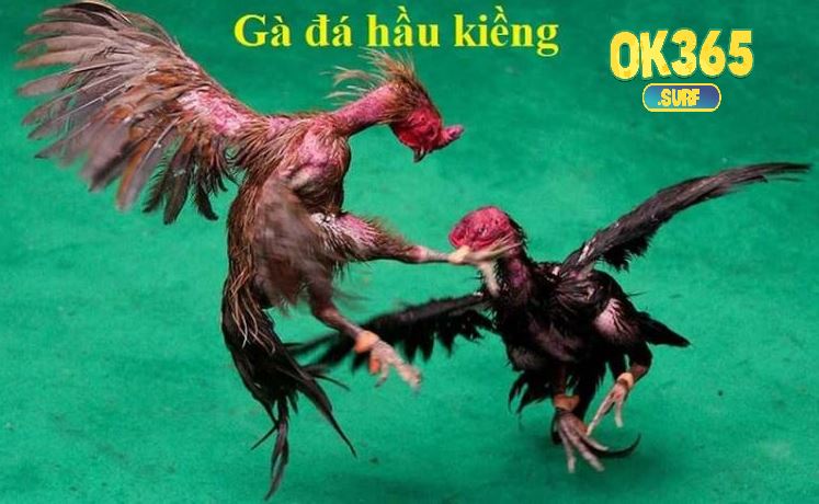 Gà Đá Hầu Kiềng là gì?